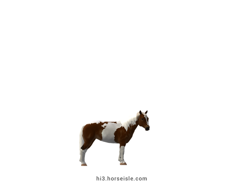 South African Miniature Horse Sepia Brown Silver Tobiano Coat